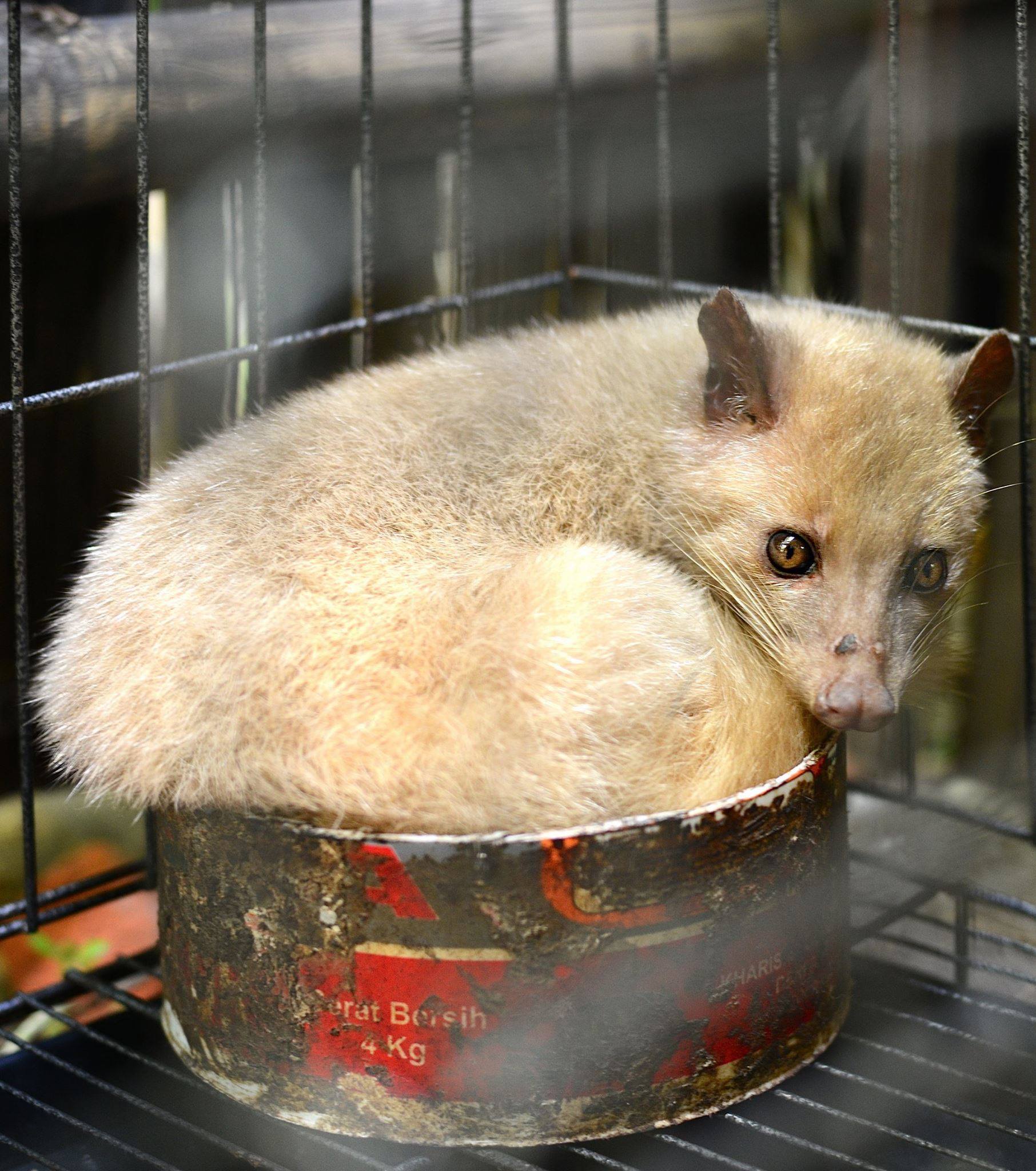 Tierschutz allgemein Tierschutz Bali 